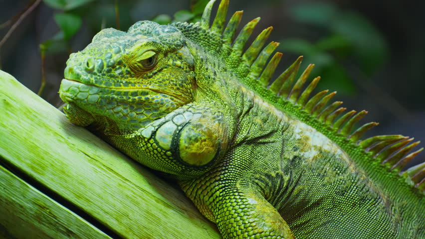 Green iguana, large arboreal herbivorous lizard species. Iguana on the tree branch. Closeup