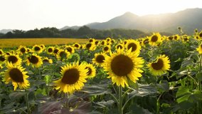 Sunflowers at sunset, Fields with sunflowers in the summer, Agricultural industry, production of sunflower oil, Backlit of lens flare, 4K slow motion - Powered by Shutterstock - Get 15% off with code: PIKWIZARD15