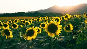 Sunflowers at sunset, Fields with sunflowers in the summer, Agricultural industry, production of sunflower oil, Backlit of lens flare, 4K slow motion - Powered by Shutterstock - Get 15% off with code: PIKWIZARD15
