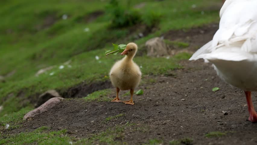 Yellow gosling in natural environment.
