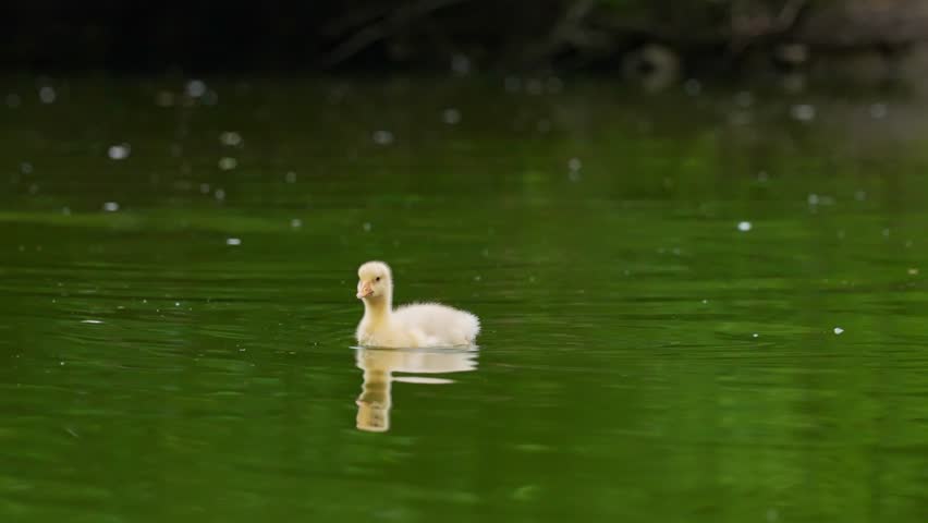 Yellow gosling in natural environment.