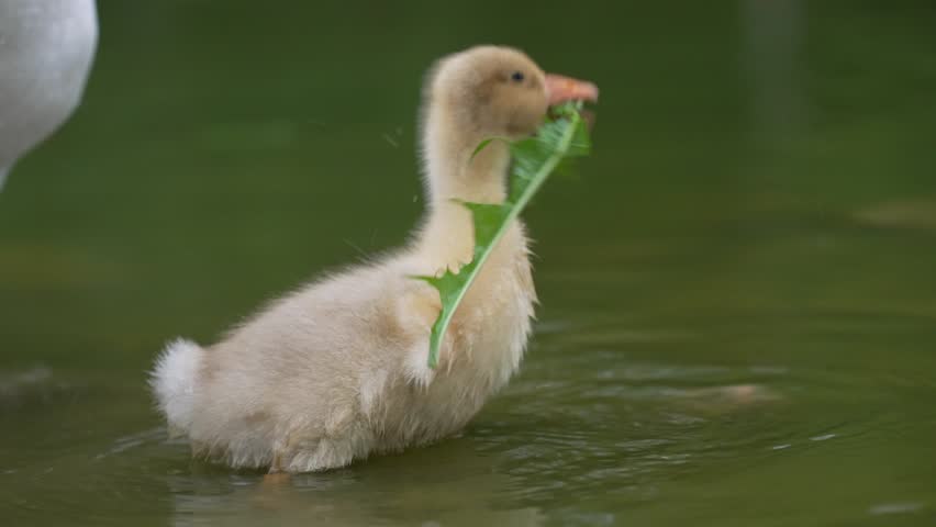 Yellow gosling in natural environment.