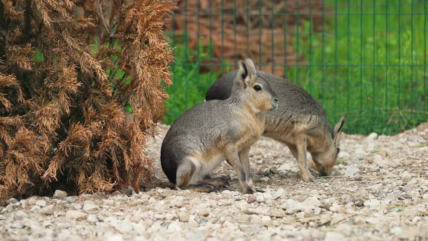 Two maras in fenced enclosure.