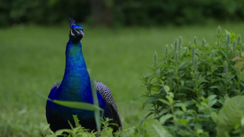 Close-up portrait of peacock head.