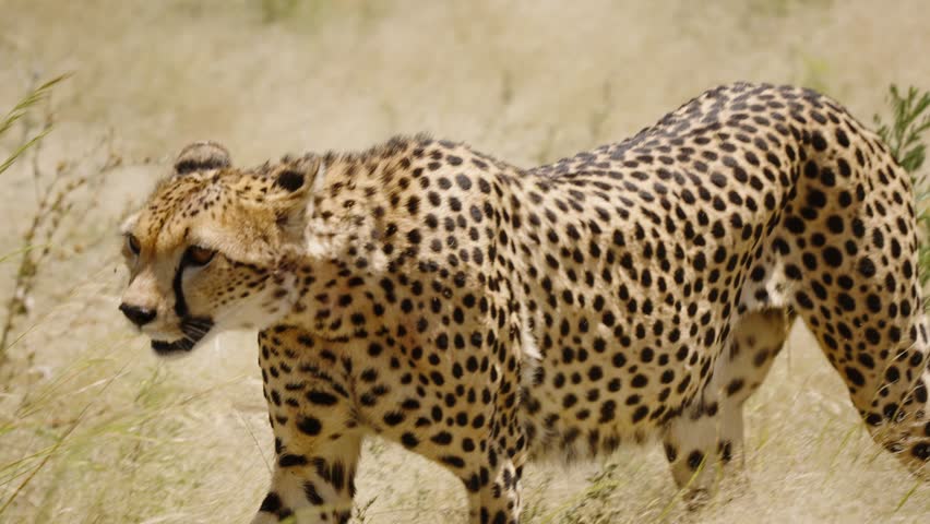 Footage of a cheetah walking through the Kenyan savanna in Samburu National Park. The clip captures the elegance of its athletic body and the intensity of its attentive gaze.