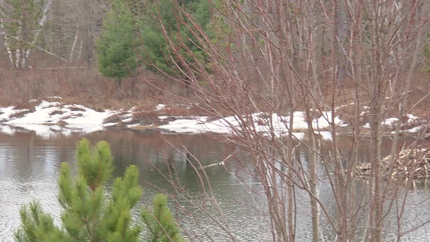 Canadian Goose flies over a pond in late winter with ice and snow in a leafless forest
