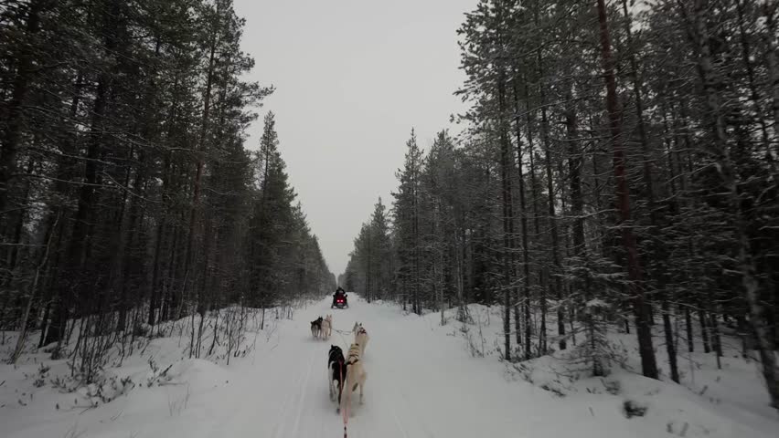 POV dog sledding in Finland Rovaniemi during winter 2025