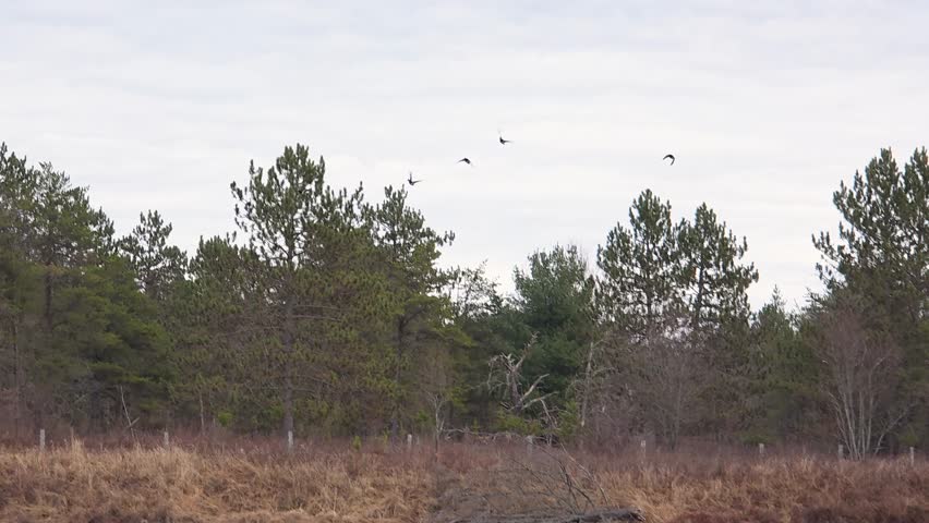 Ducks taking off and flying away on an overcast day over a forest
