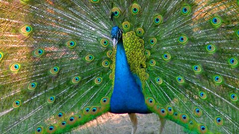 Peacock, HD