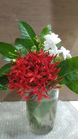 Beautiful, fragrant white and red flowers with green leaves in a small glass vase for interior decoration in indoor background, a romantic 12s floral clip.