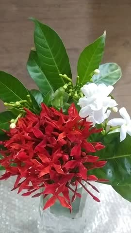 Artistic bunch of fresh, fragrant white and red flowers in a small glass vase for interior decoration in indoor background, a romantic 10s floral clip.
