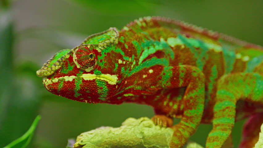 Panther chameleon found in eastern and northern parts of Madagascar in tropical forest