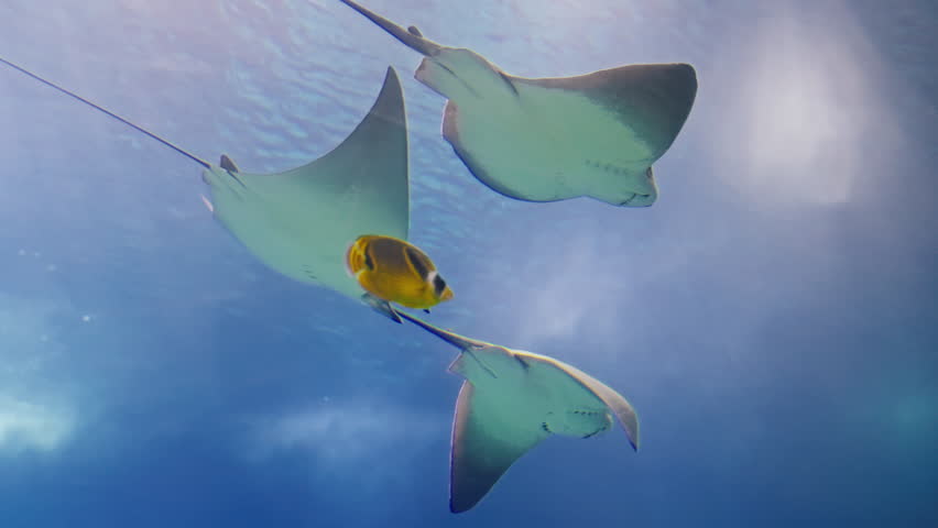  Eagle rays glide underwater in a large aquarium. Watching the behavior of stingrays