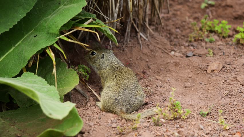 4K video of ground squirrel on grass. Small rodent foraging and moving in natural habitat. Wildlife nature, animal behavior, and outdoor scene captured in high resolution. Spermophilus ground squirrel