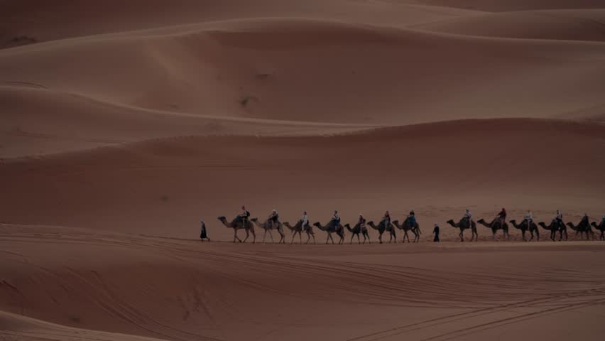 Camel Caravan Trekking Across the Sahara Desert in Morocco. A group of tourists enjoy a camel ride across the sand dunes with their tour guides. This is a beautiful North African adventure at sunset.