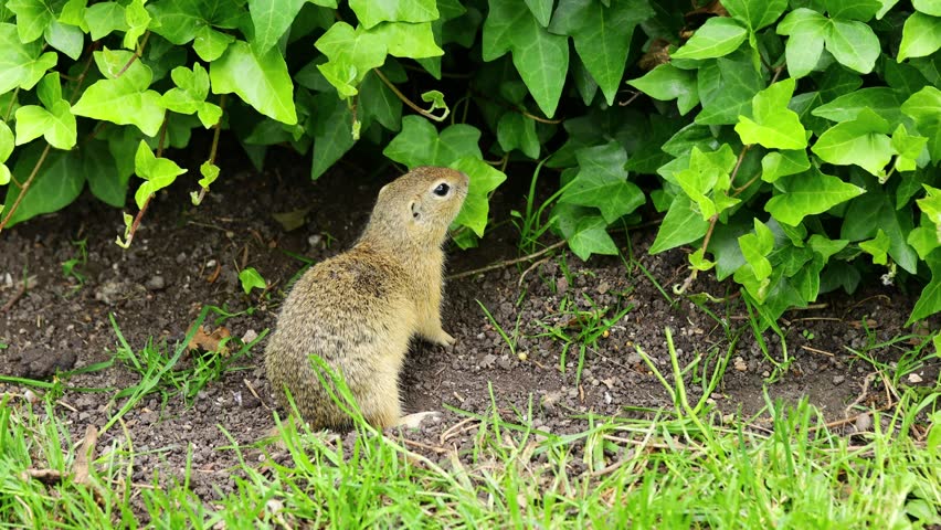 4K video of ground squirrel on grass. Small rodent foraging and moving in natural habitat. Wildlife nature, animal behavior, and outdoor scene captured in high resolution. Spermophilus ground squirrel