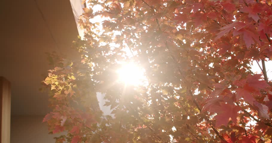 Sunlight shining through red autumn leaves on a tree. The warm glow of the sun filters through branches, leaves changing color. Beautiful fall foliage creates a serene atmosphere. autumn, nature