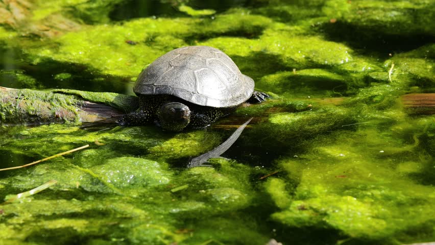 4K video of turtle on grass and in pond. Reptile moving between land and water in natural habitat. Wildlife nature animal behavior and outdoor environment captured in detail. Small turtle on the grass