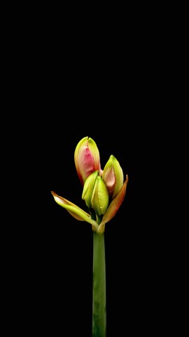 Time Lapse of flowering Amaryllis on black background. Spring timelapse of Hippeastrum flowers