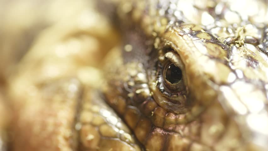 close-up view of collared lizard stock video