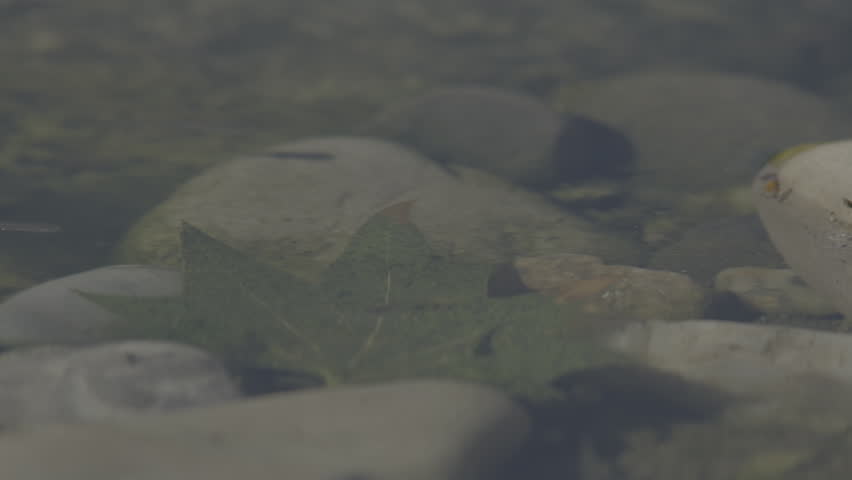 The western mosquitofish (Gambusia affinis) is a North American freshwater poeciliid fish, also known commonly, if ambiguously, as simply mosquitofish or by its generic name, Gambusia, or by the commo