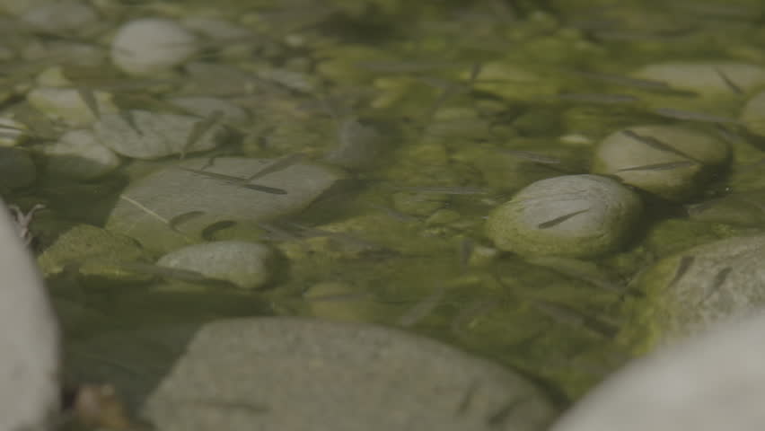 The western mosquitofish (Gambusia affinis) is a North American freshwater poeciliid fish, also known commonly, if ambiguously, as simply mosquitofish or by its generic name, Gambusia, or by the commo