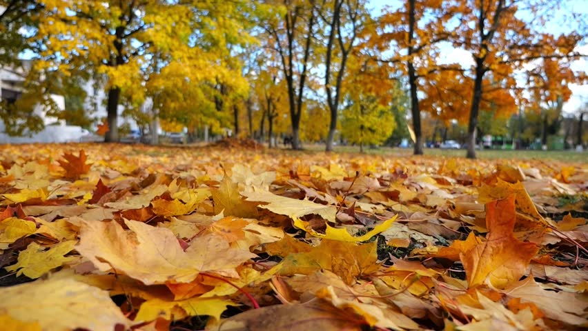 View on empty park covered with golden foliage at ground on sunny day. Yellow maple leaves lying on lawn at autumn parkland. Beautiful colorful fall season. Low view Slow motion