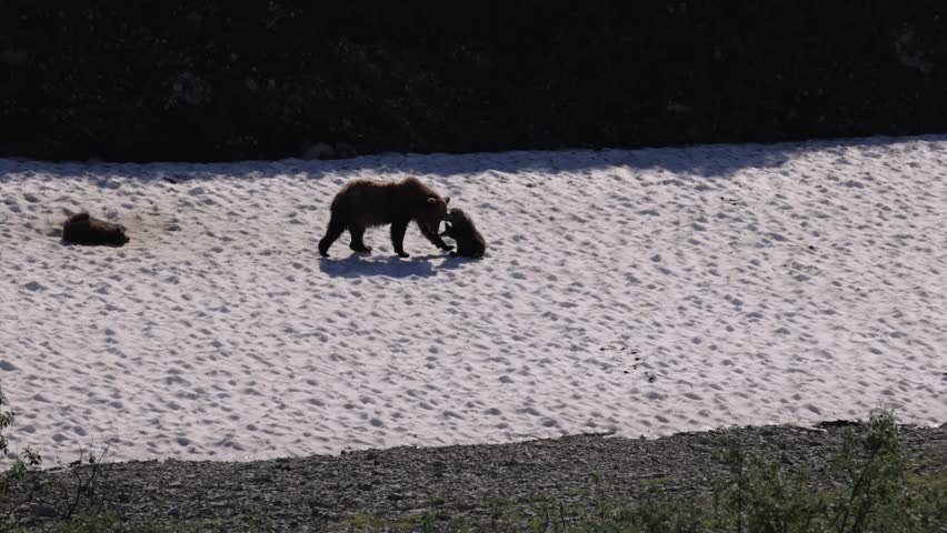 Brown bear fishing for salmon in Katmai, Alaska 