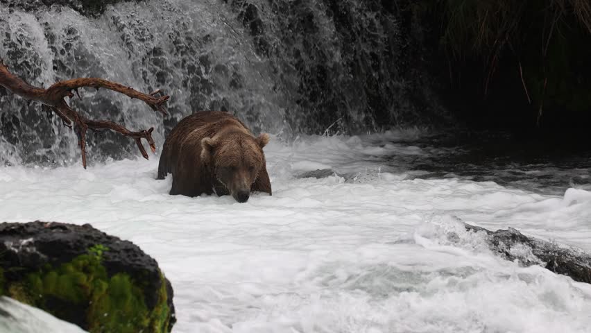 Brown bear fishing for salmon in Katmai, Alaska 