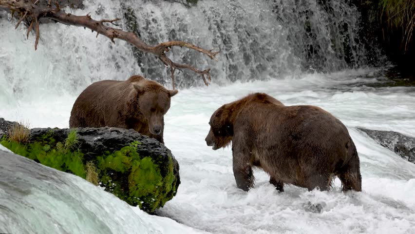 Brown bear fishing for salmon in Katmai, Alaska 