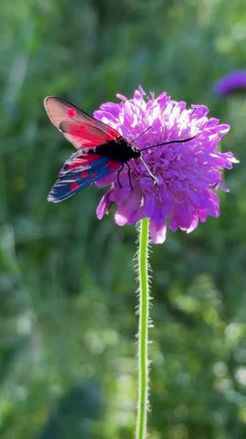 A beautiful red and black butterfly gently lands on a bright purple clover flower and drinks nectar from it in a natural outdoor setting.