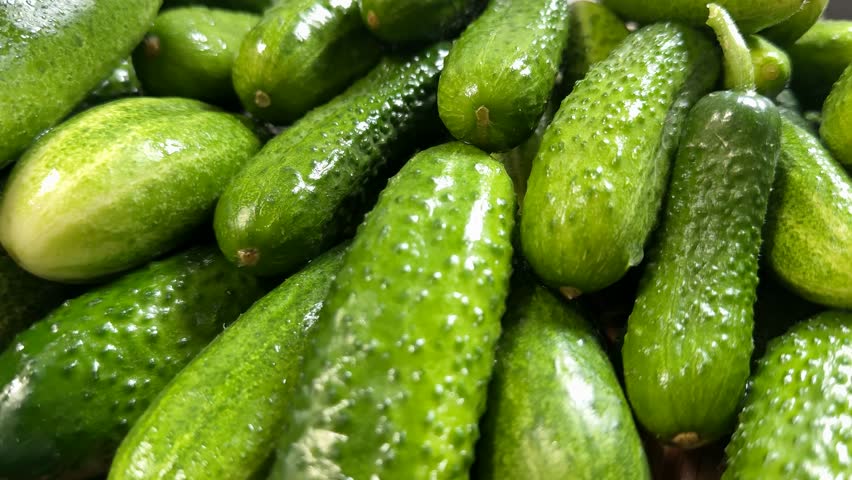 A close up of fresh cucumbers, ideal for summer salads, pickling, and celebrating National Pickle Day vibrant green hues