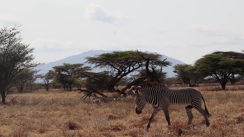 Solitary Grevy