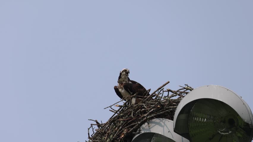 An Osprey in a nest calling. 