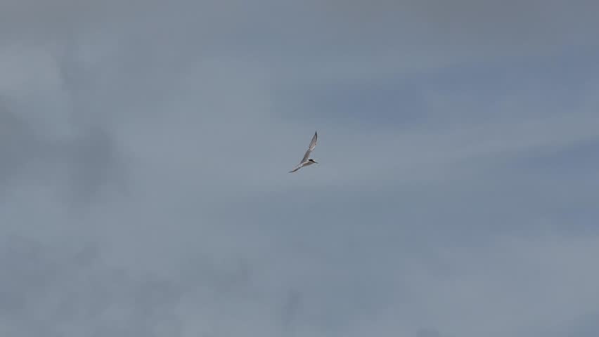 little tern in a sky