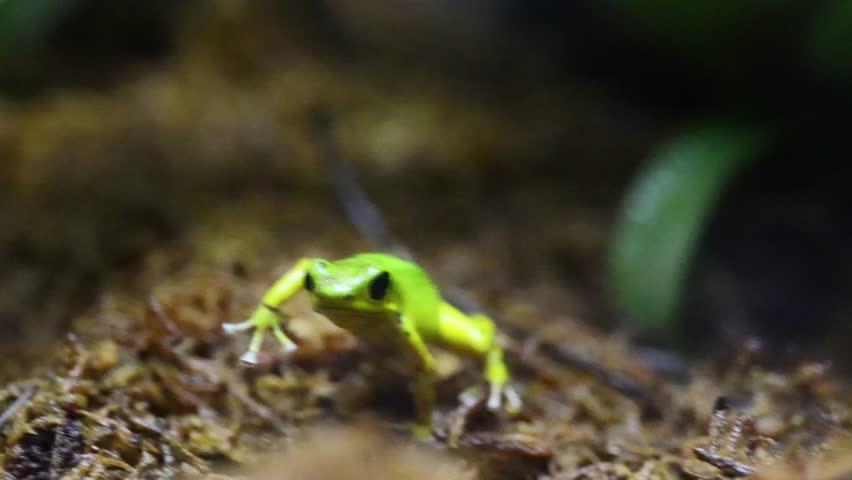 Strawberry Poison Dart Frog (Oophaga pumilio) – 4K Close-Up of Vibrant Amphibian