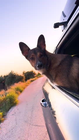VERTICAL, CLOSE UP, LENS FLARE: Mixed breed dog gazes out of car window, looking around while travelling along coastal road in golden light. Driving on scenic winding road on island of Hvar at sunset.