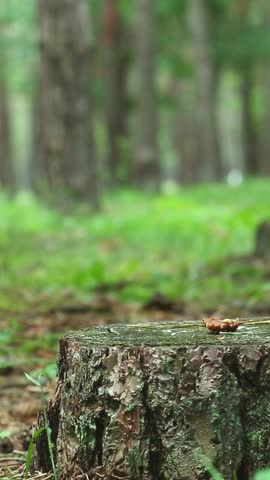 A red squirrel is walking on a tree stump, holding a walnut in his hands. A wild rodent grabs a nut and runs off into the forest. A fluffy squirrel in the forest jumps on a stump runs away with food
