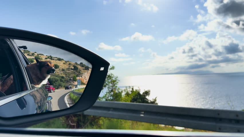 In the side mirror, a dog is seen enjoying fresh air and looking out the open car window while traveling through the winding seascape. Cute mixed breed doggie on summer road trip along Adriatic coast.