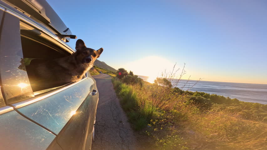 LENS FLARE, CLOSE UP: Brown dog enjoys fresh sea air while leaning out of a car window that travels along the coast bathed in the golden light of the rising sun. Scenic car ride on island of Hvar.