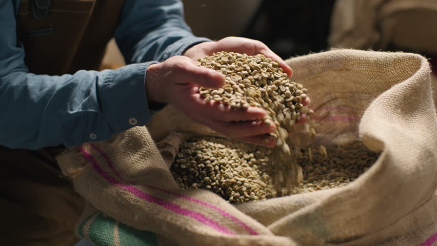 Caucasian expert coffee factory worker smell raw beans inspect aroma analyzing grain quality man small business owner male hands arm scoop espresso roasting caffeine production manufacturing warehouse