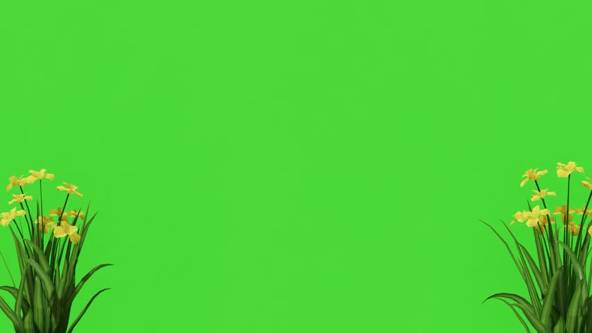 Animated 3D yellow flowers with green leaves on a green screen. Usable for natural overlays, garden scenes, or spring-themed videos. Suitable for commercials, presentations, and digital content.