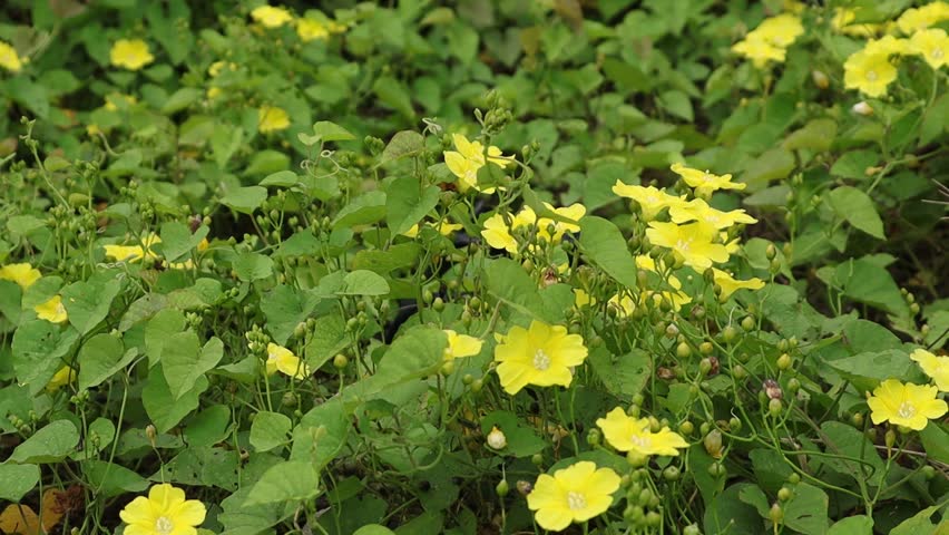 Yellow flowering vines moving in the wind