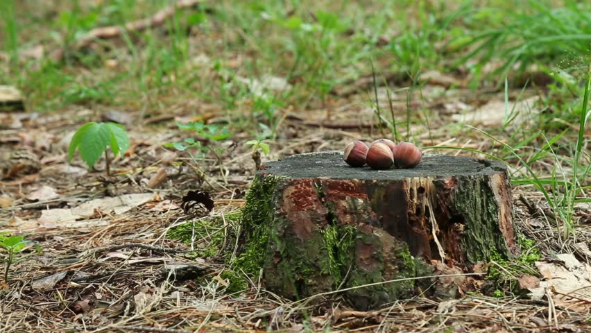 Fluffy cute squirrel runs toward tree stump, grabs forest hazelnut in paws, gnaws briefly then quickly jumps into forest. Active woodland rodent demonstrates foraging and escape behavior.
