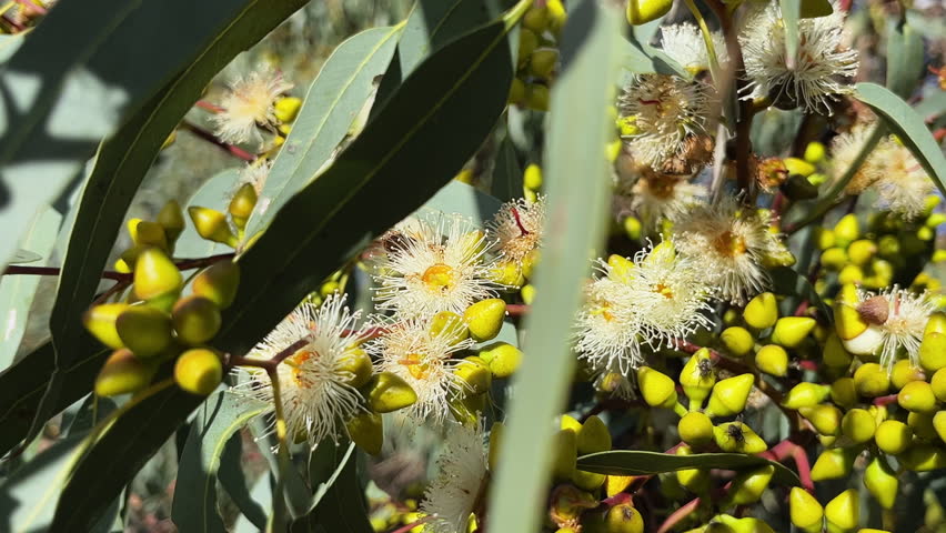 Bright eucalyptus flowers bloom amid vibrant green leaves in a sunny environment,