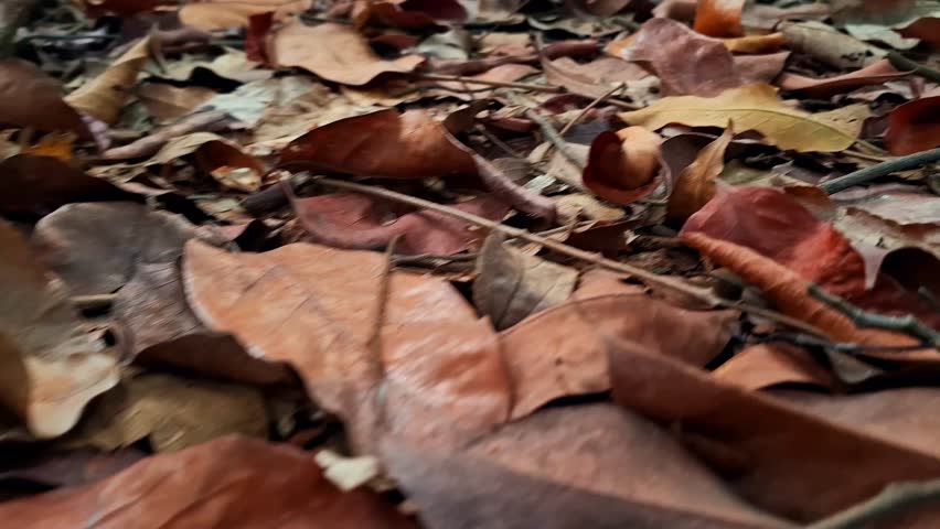 closeup of Dried leaves scattered on the ground, As leaves decompose, they release nutrients back into the soil, benefiting plants and improving soil structure. Leaves from tropical trees.