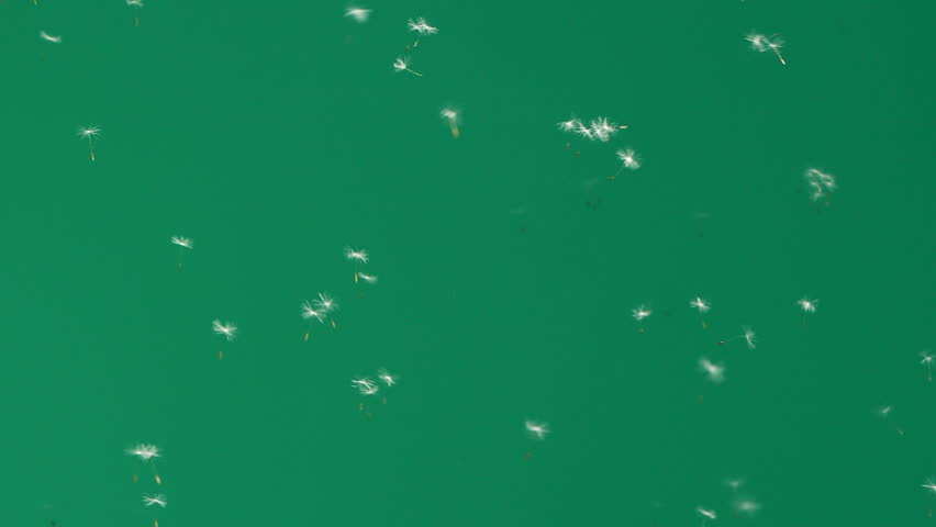 Dandelion flower seeds blown by the wind, flying on green chromakey background