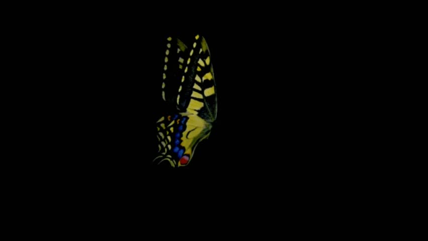 Realistic yellow butterfly on black background.