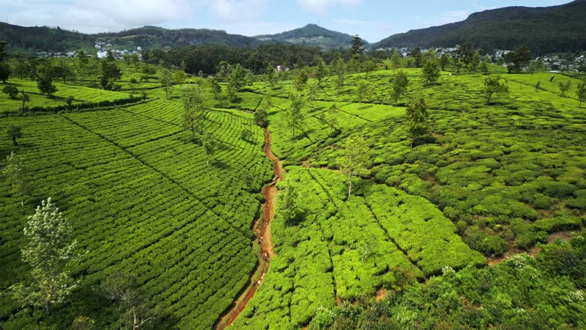 Stunning drone footage of lush tea terraces in Nuwara Eliya, Sri Lanka under a clear sky. Rolling hills, rich green foliage, and scenic views perfect for tourism and nature concepts.
