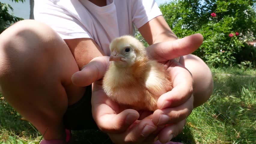 Child gently holds a small newborn chick in hands. Bond between children and animals. Love for nature, tenderness, animal therapy.